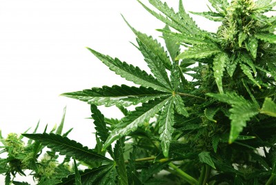 growing-marijuana-legally