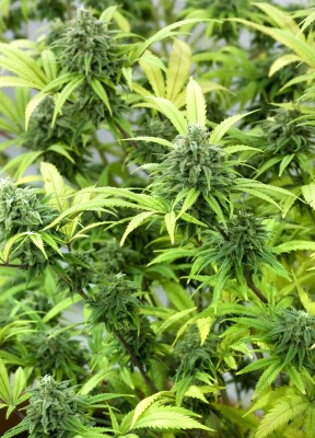 how-to-grow-marijuana-legally
