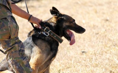 Supreme Court Holds Drug Sniffing Dog at Door of Home is an Unconstitutional Search