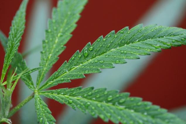 Vote “Yes” on Decriminalizing Marijuana 